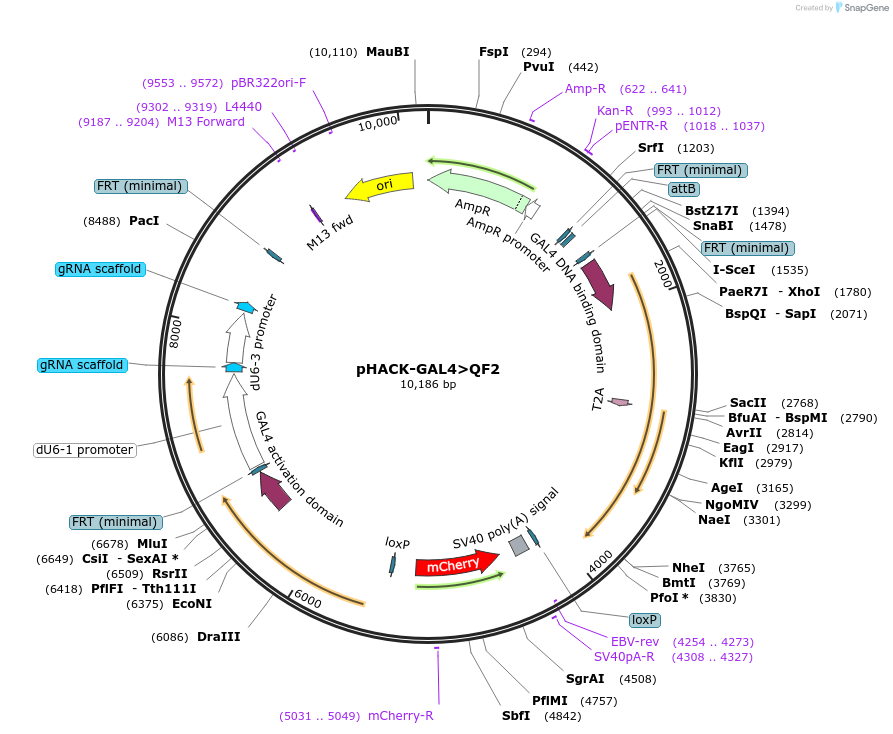 80275-plasmid-map-sequence-id-151053