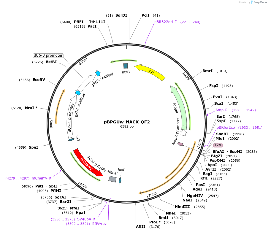 151054_map