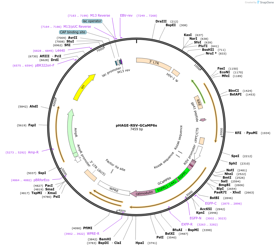 80146-plasmid-map-sequence-id-151065