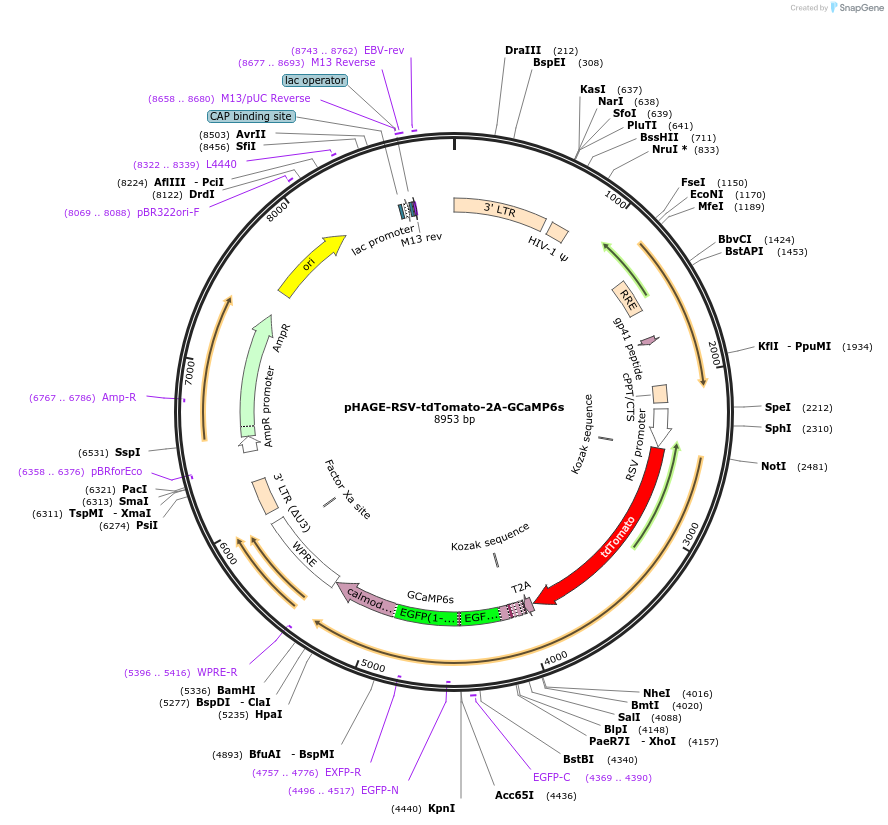 80316-plasmid-map-sequence-id-151077