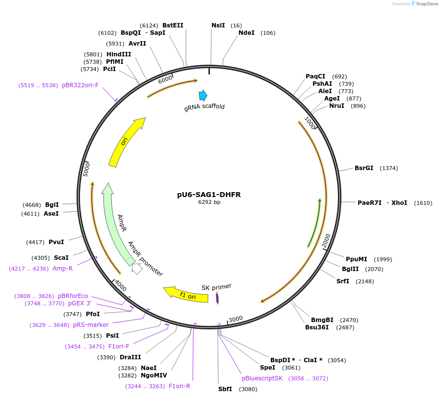 80322-plasmid-map-sequence-id-151090