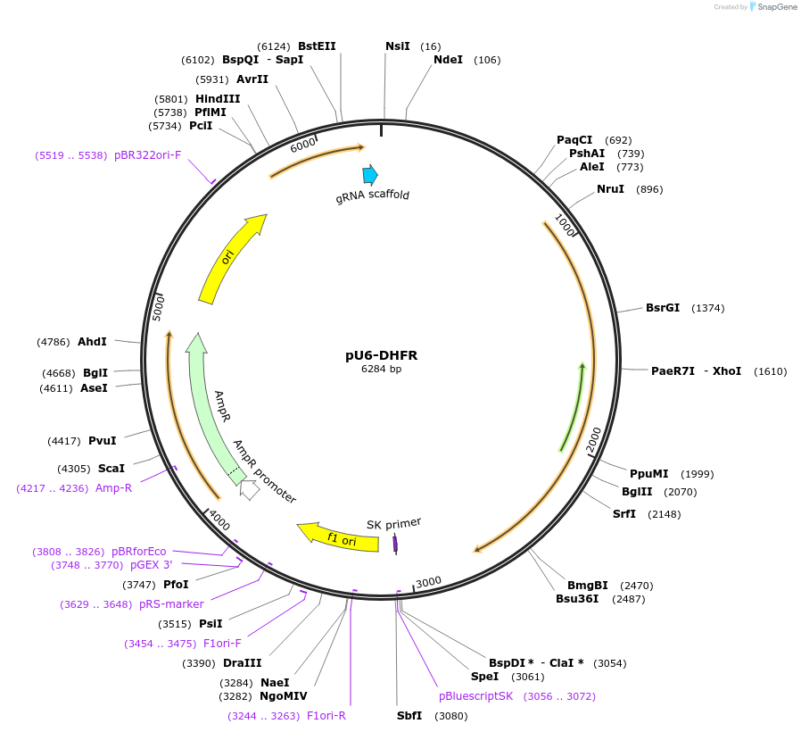 80329-plasmid-map-sequence-id-151095