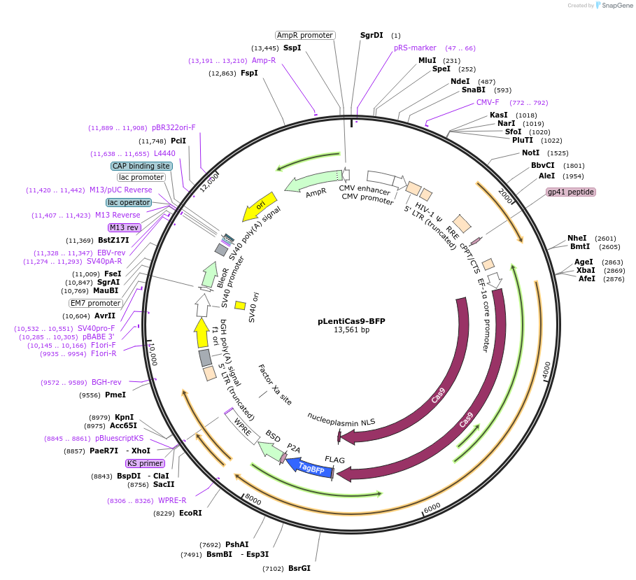78545-plasmid-map-sequence-id-151100