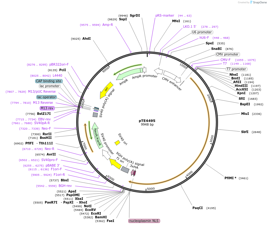 151161_map