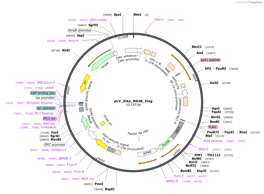79637-plasmid-map-sequence-id-151178