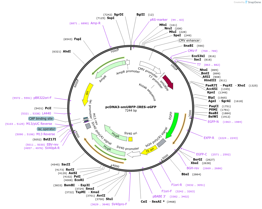 80343-plasmid-map-sequence-id-151181