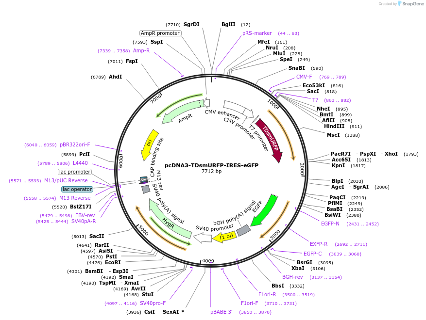 80344-plasmid-map-sequence-id-151186