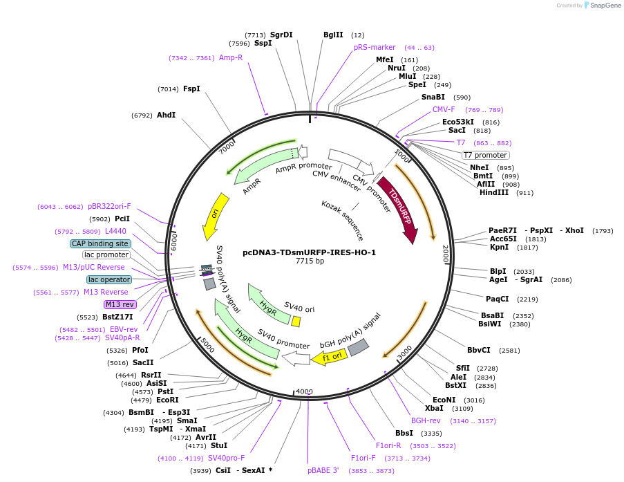 80346-plasmid-map-sequence-id-151193