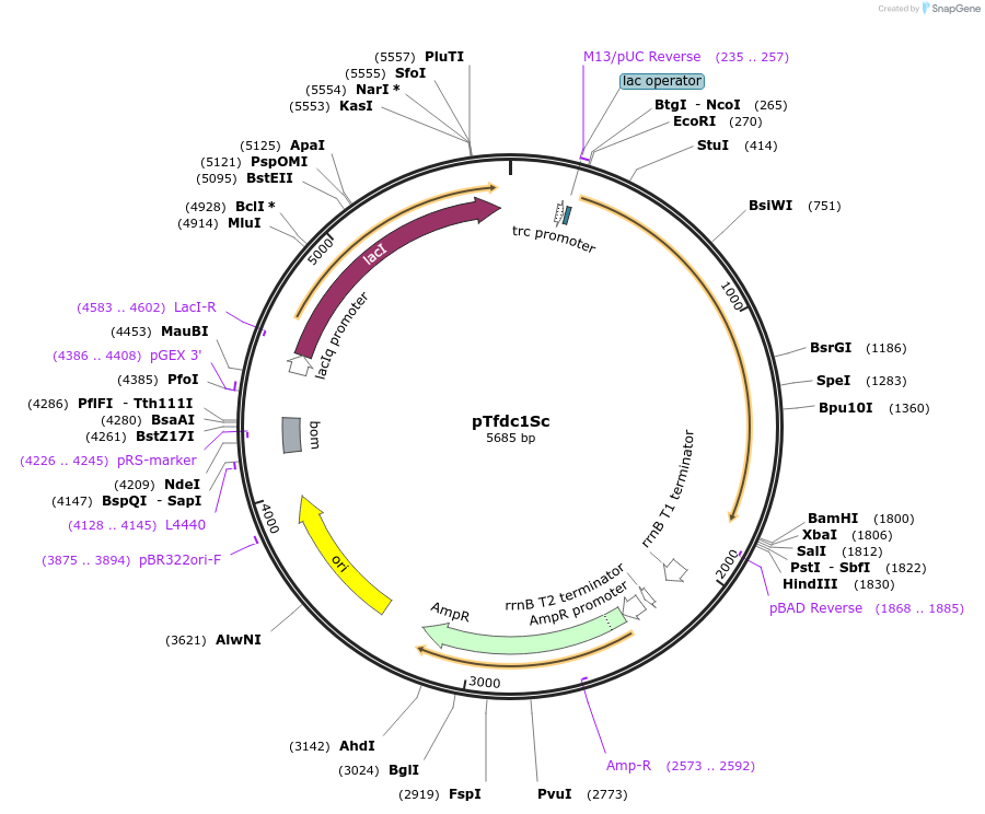 78287-plasmid-map-sequence-id-151200
