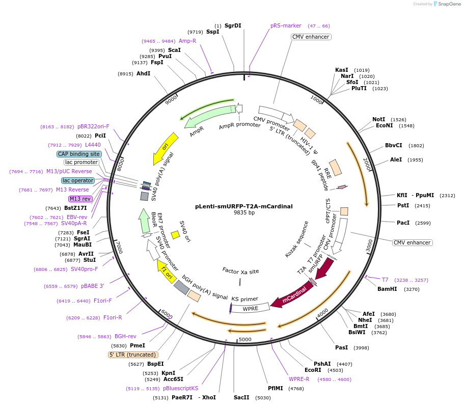80348-plasmid-map-sequence-id-151203
