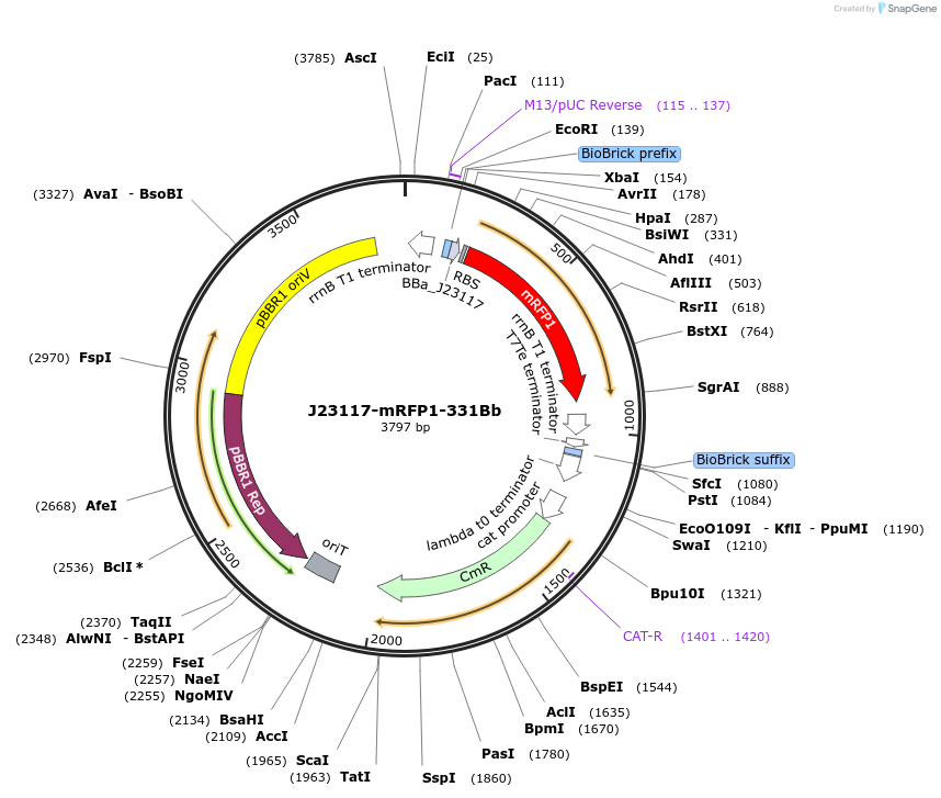 78280-plasmid-map-sequence-id-151207