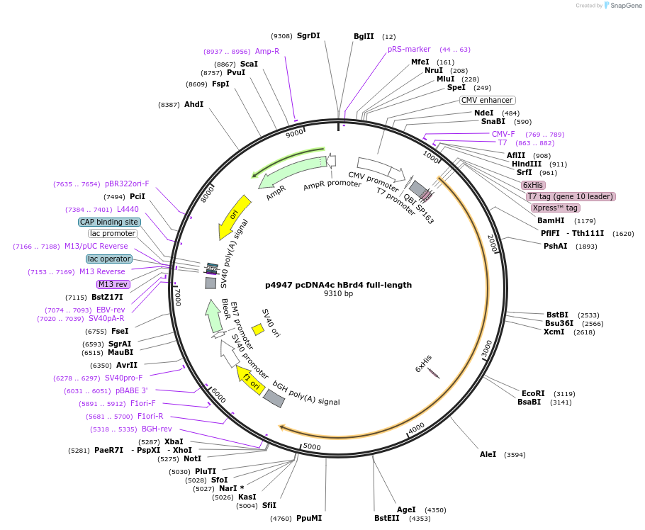 14441-plasmid-map-sequence-id-151248