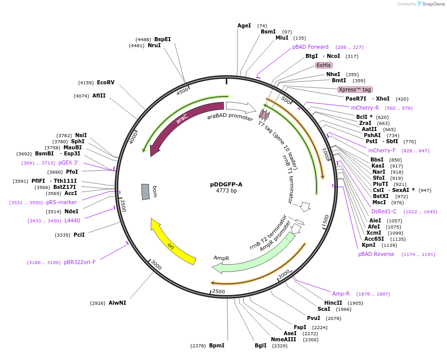 40286-plasmid-map-sequence-id-151251