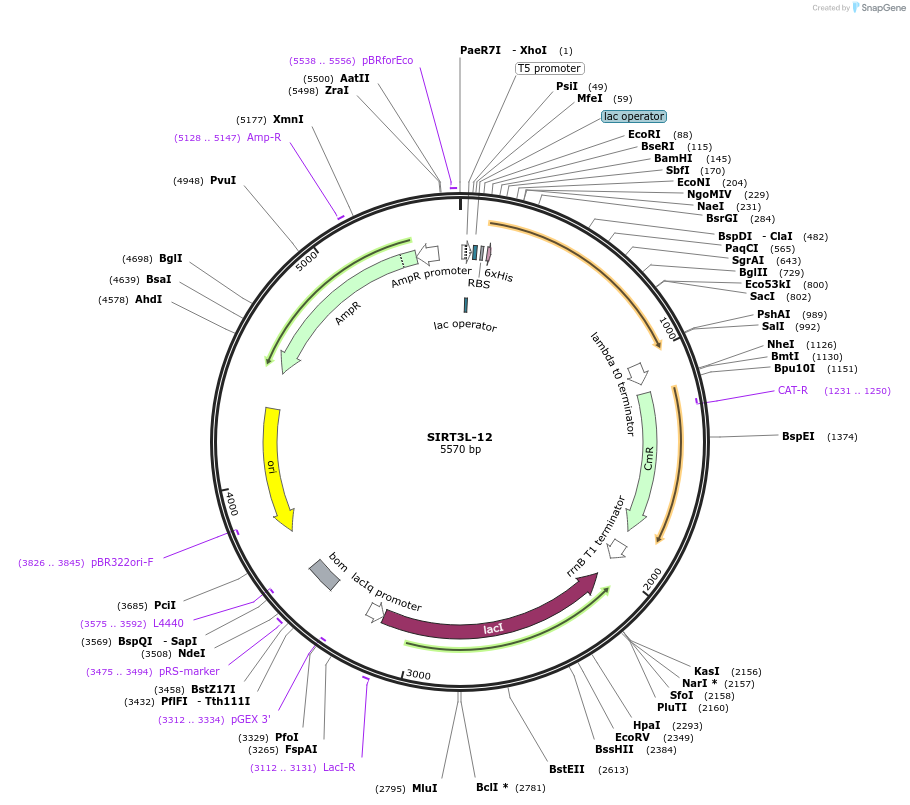 13736-plasmid-map-sequence-id-151257