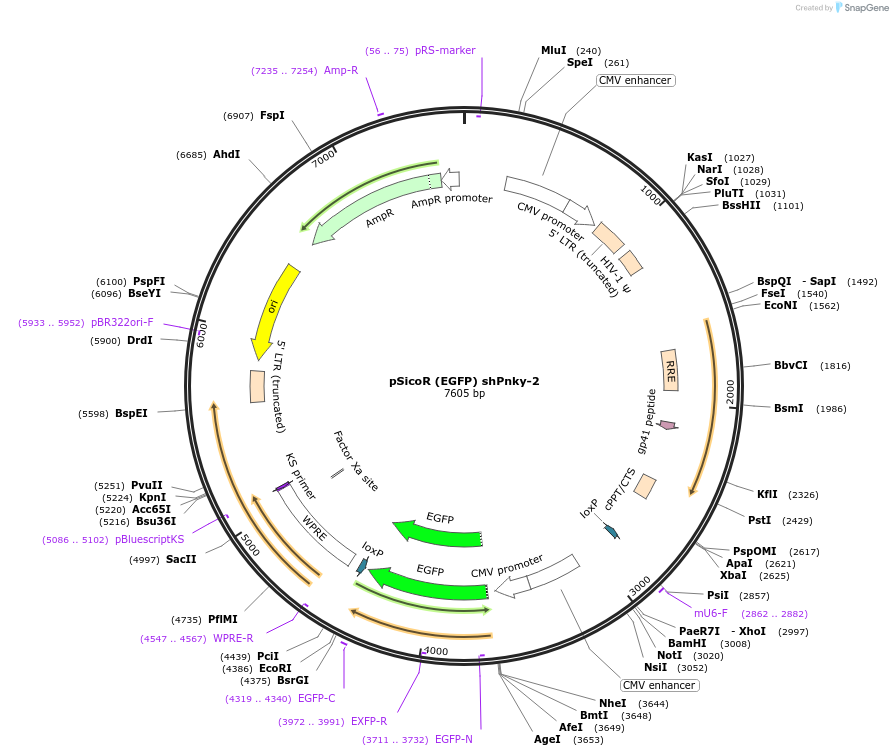 79142-plasmid-map-sequence-id-151289