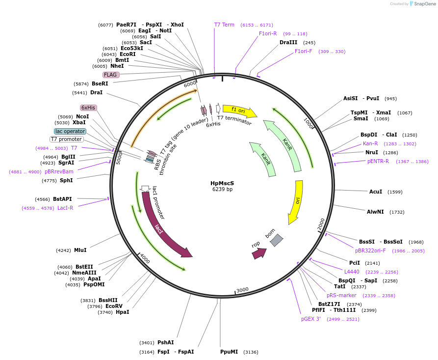 78310-plasmid-map-sequence-id-151301