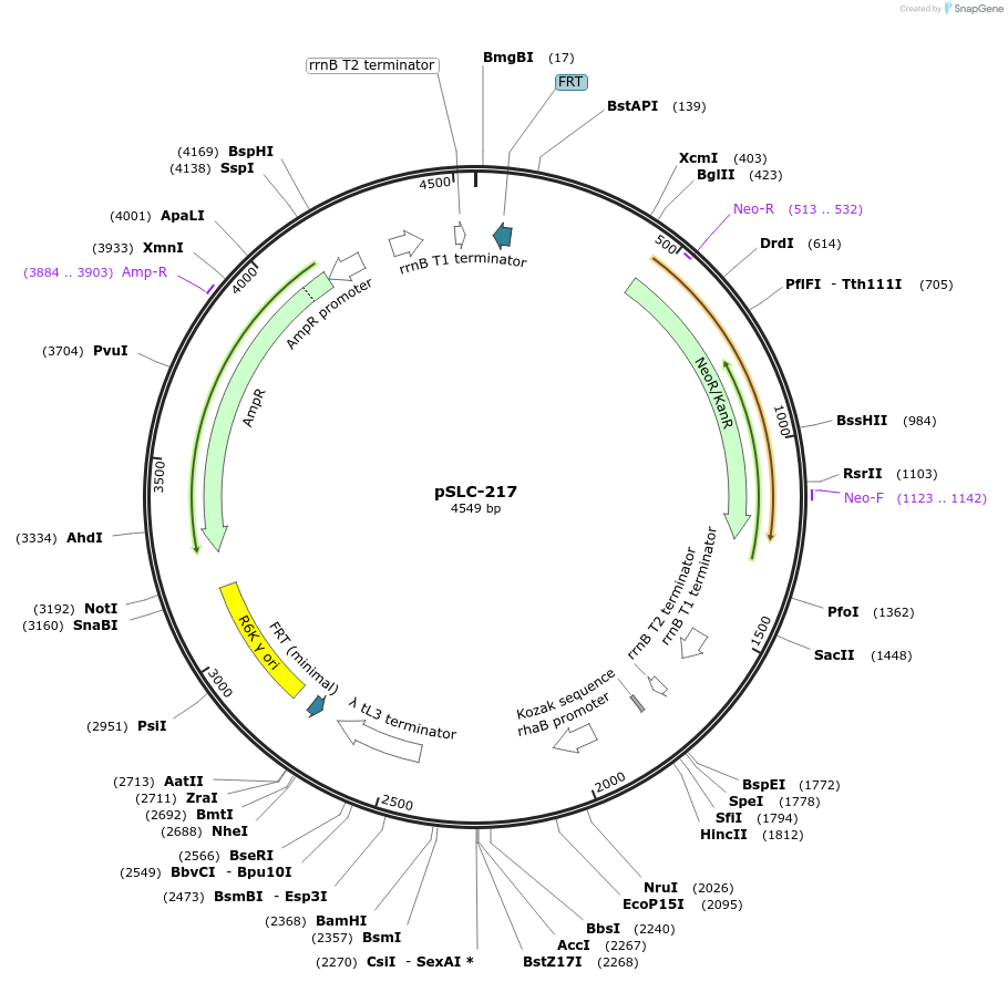 73163-plasmid-map-sequence-id-151344