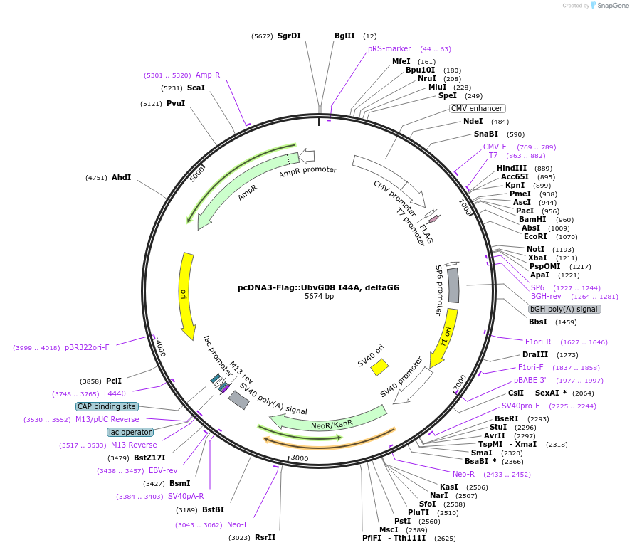 74939-plasmid-map-sequence-id-151347