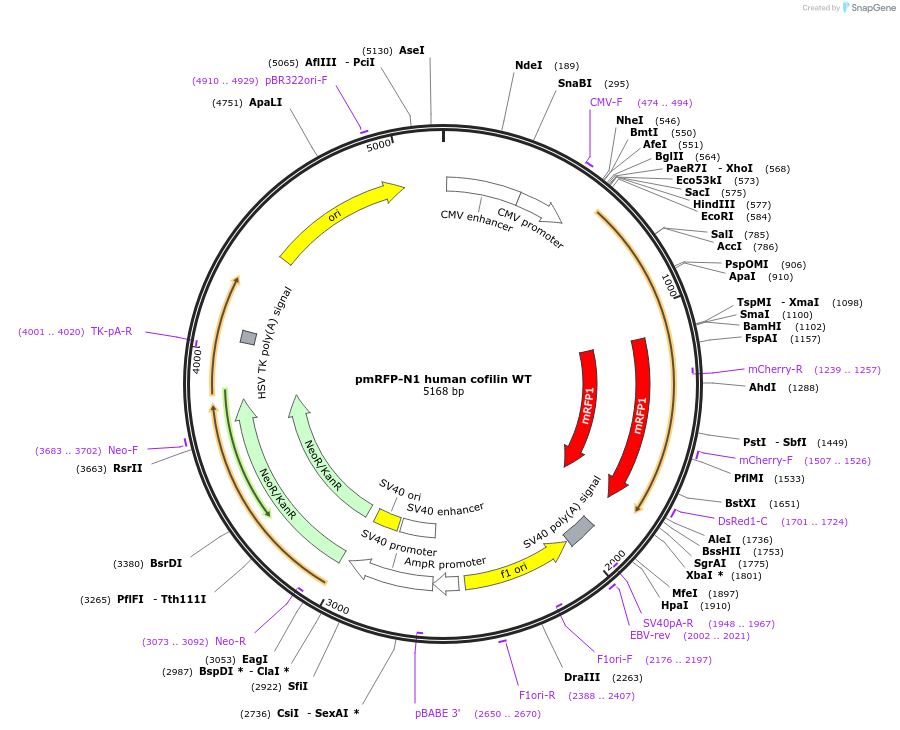 50856-plasmid-map-sequence-id-151350