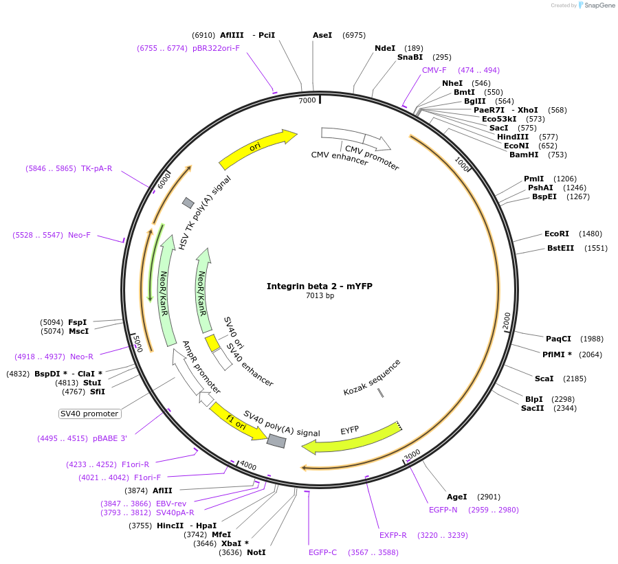 8638-plasmid-map-sequence-id-151351
