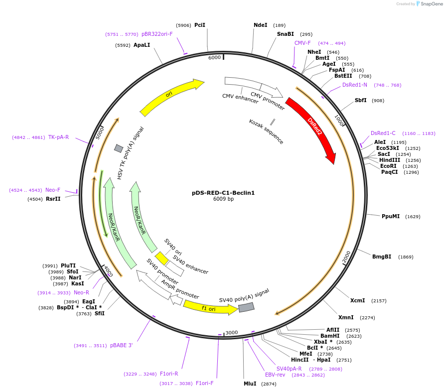 24405-plasmid-map-sequence-id-151354