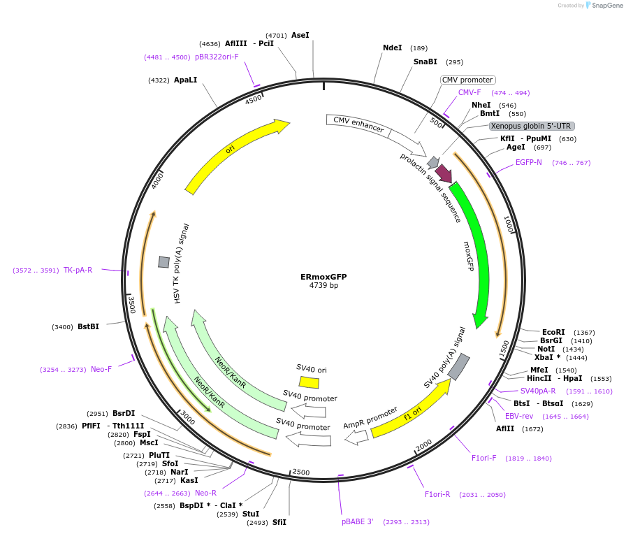 68072-plasmid-map-sequence-id-151356