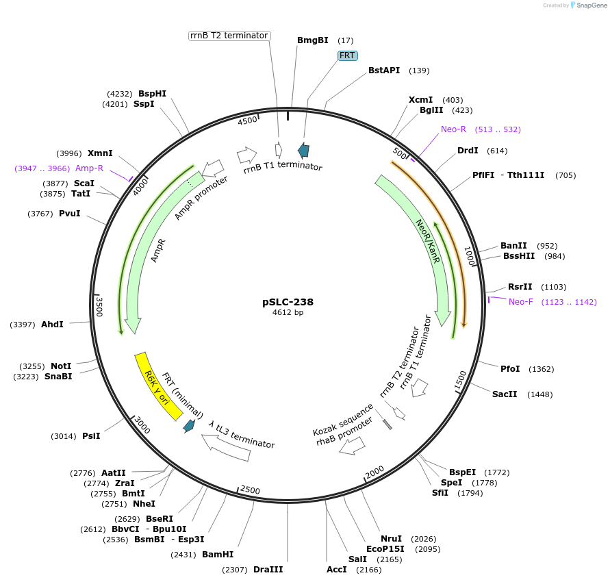 73192-plasmid-map-sequence-id-151373