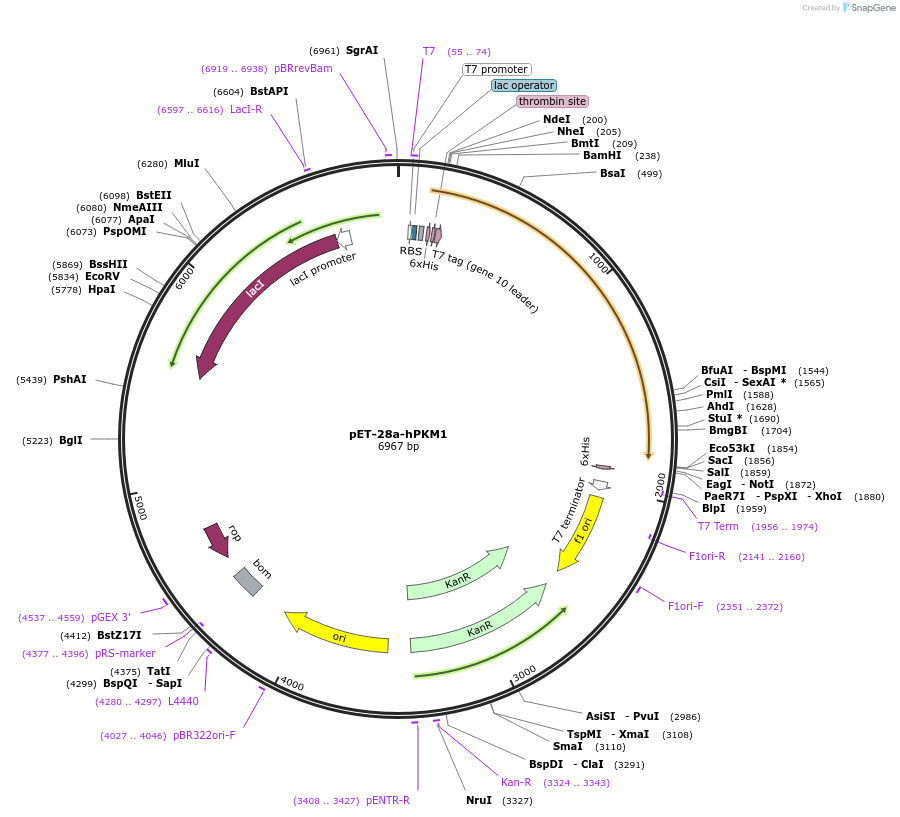 44241-plasmid-map-sequence-id-151378
