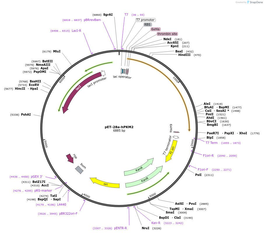 44242-plasmid-map-sequence-id-151379