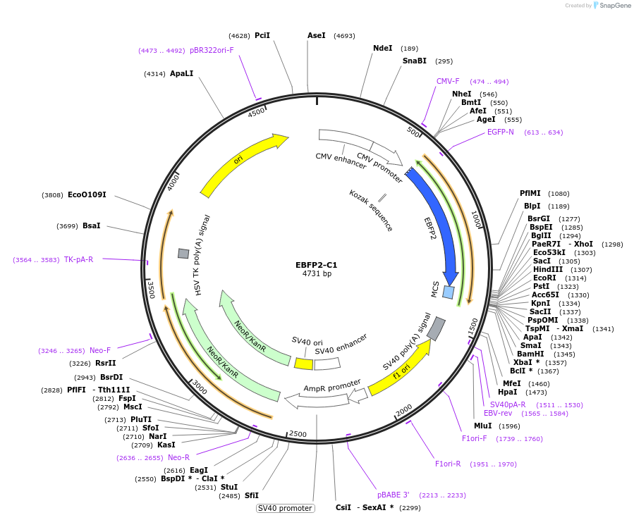 54665-plasmid-map-sequence-id-151383