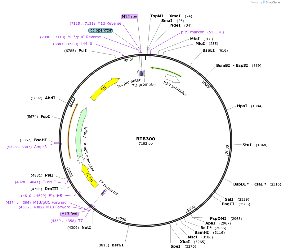 80410-plasmid-map-sequence-id-151390