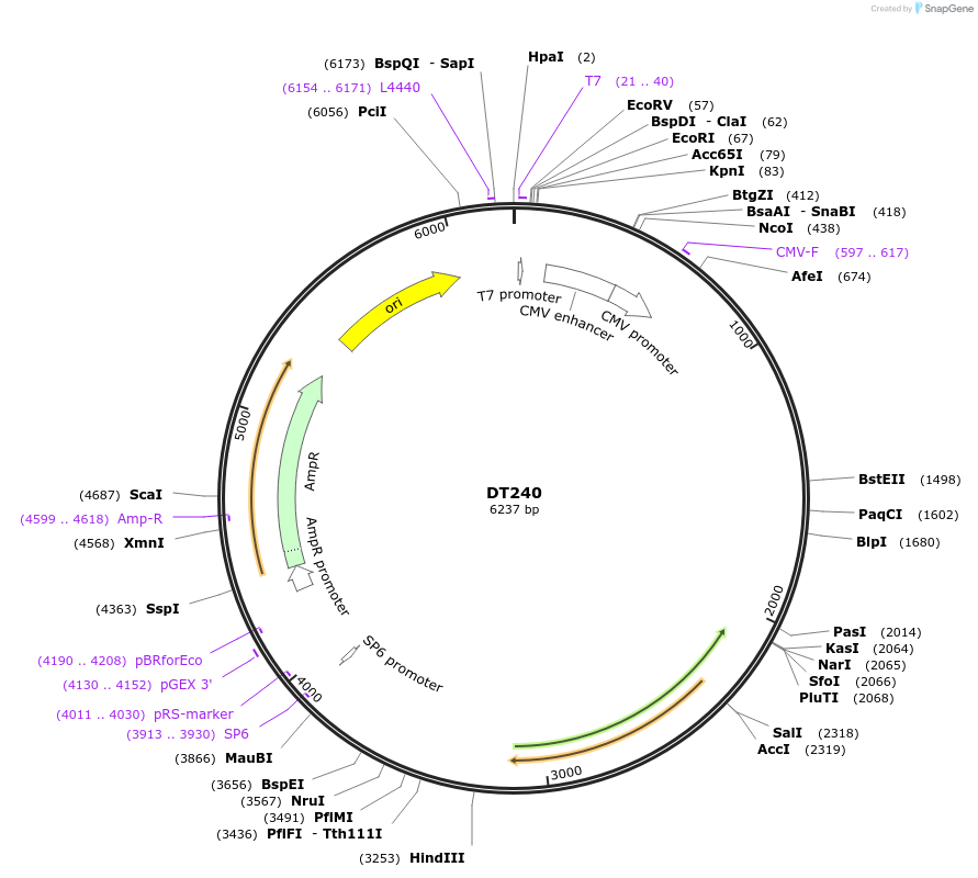 80414-plasmid-map-sequence-id-151401