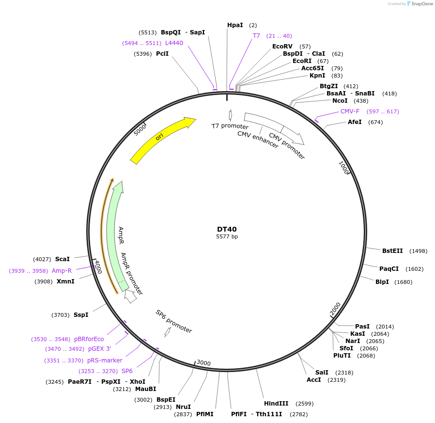 80415-plasmid-map-sequence-id-151402