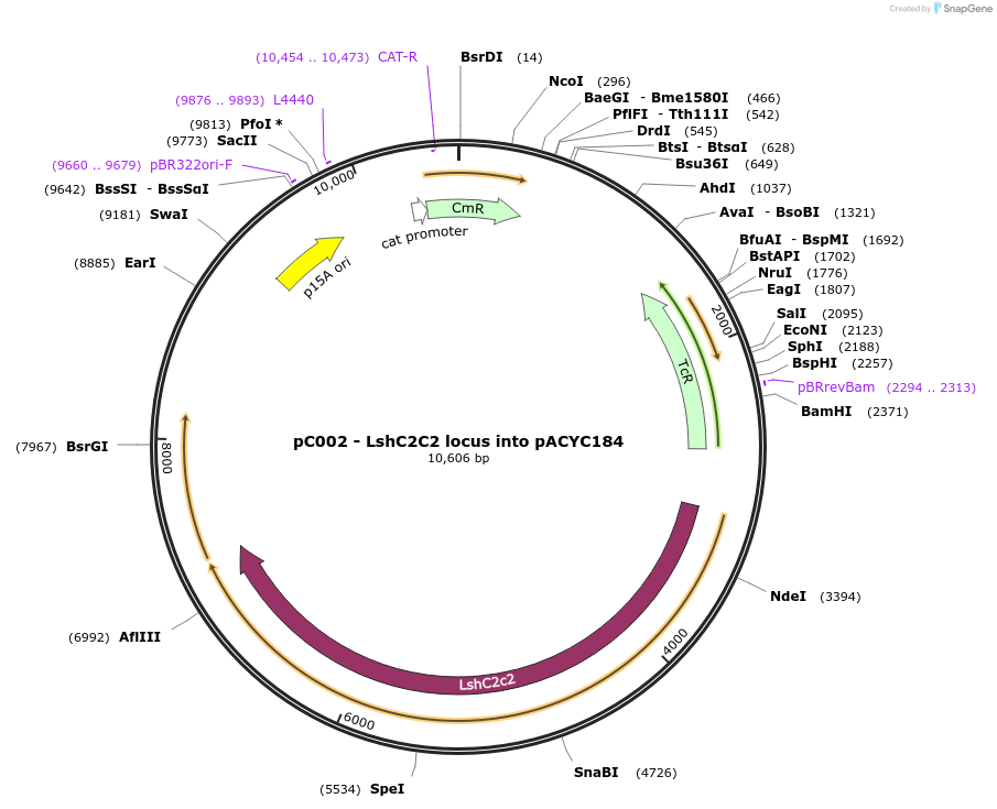 79151-plasmid-map-sequence-id-151405