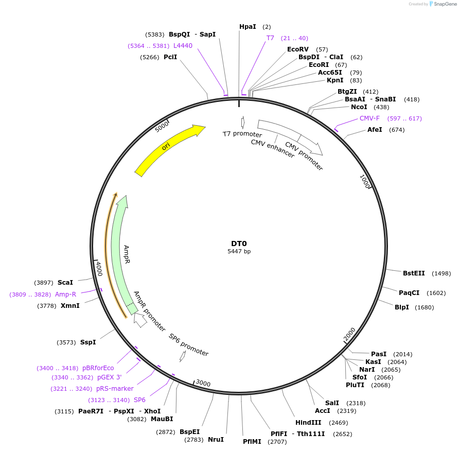 80418-plasmid-map-sequence-id-151407