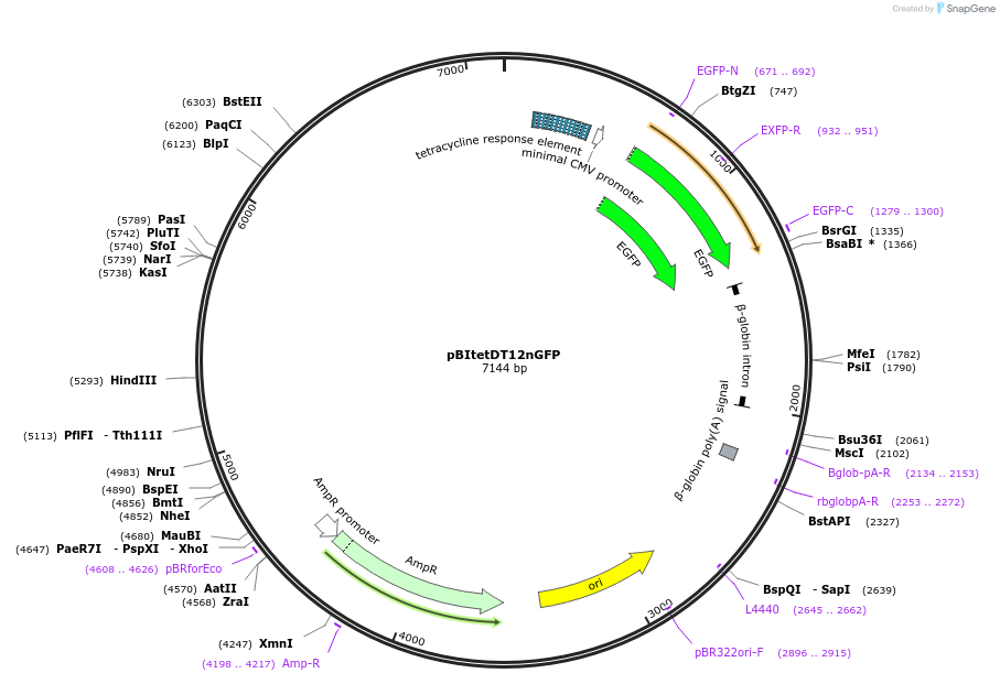80420-plasmid-map-sequence-id-151410