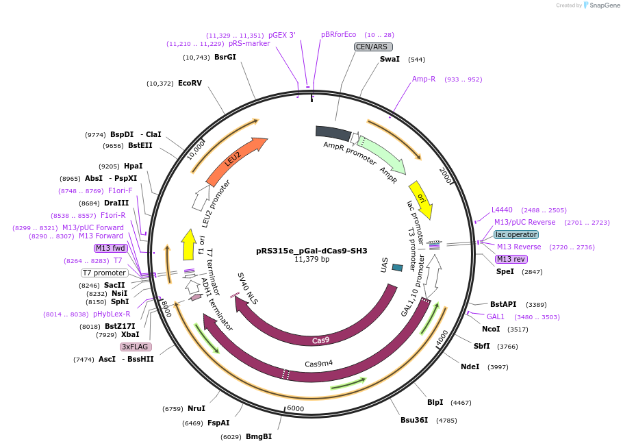 79613-plasmid-map-sequence-id-151412