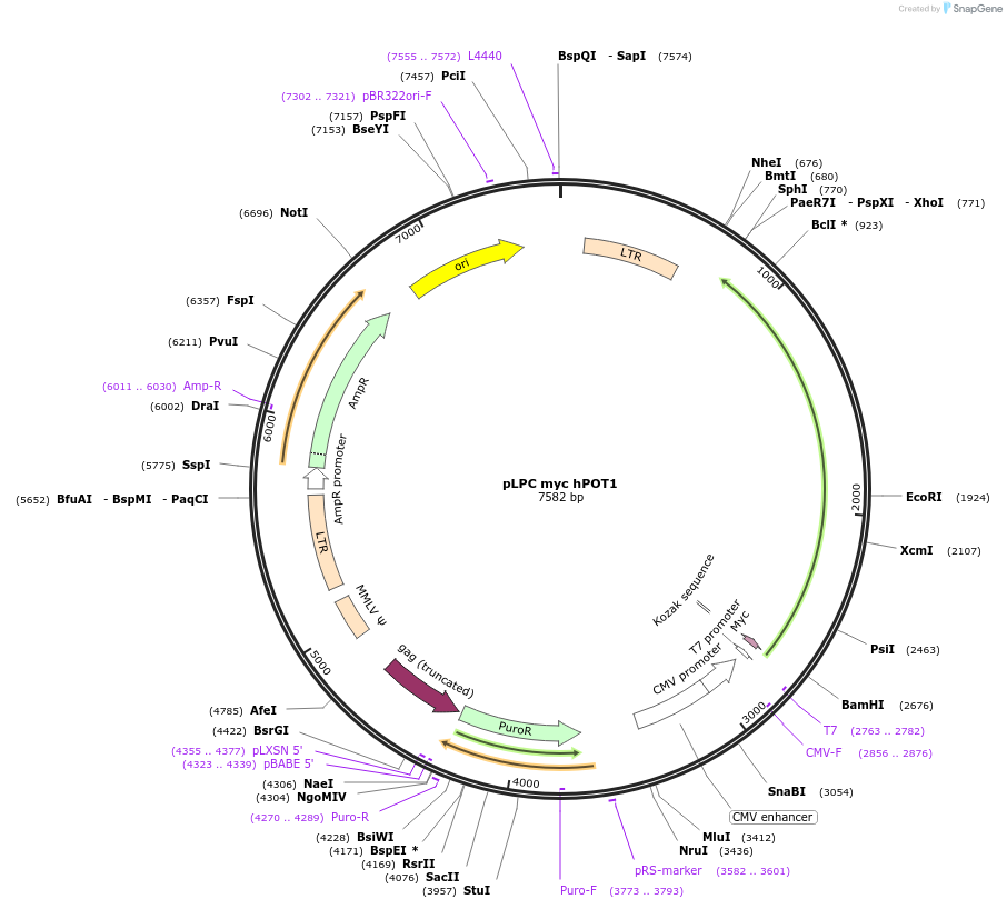 12387-plasmid-map-sequence-id-151417