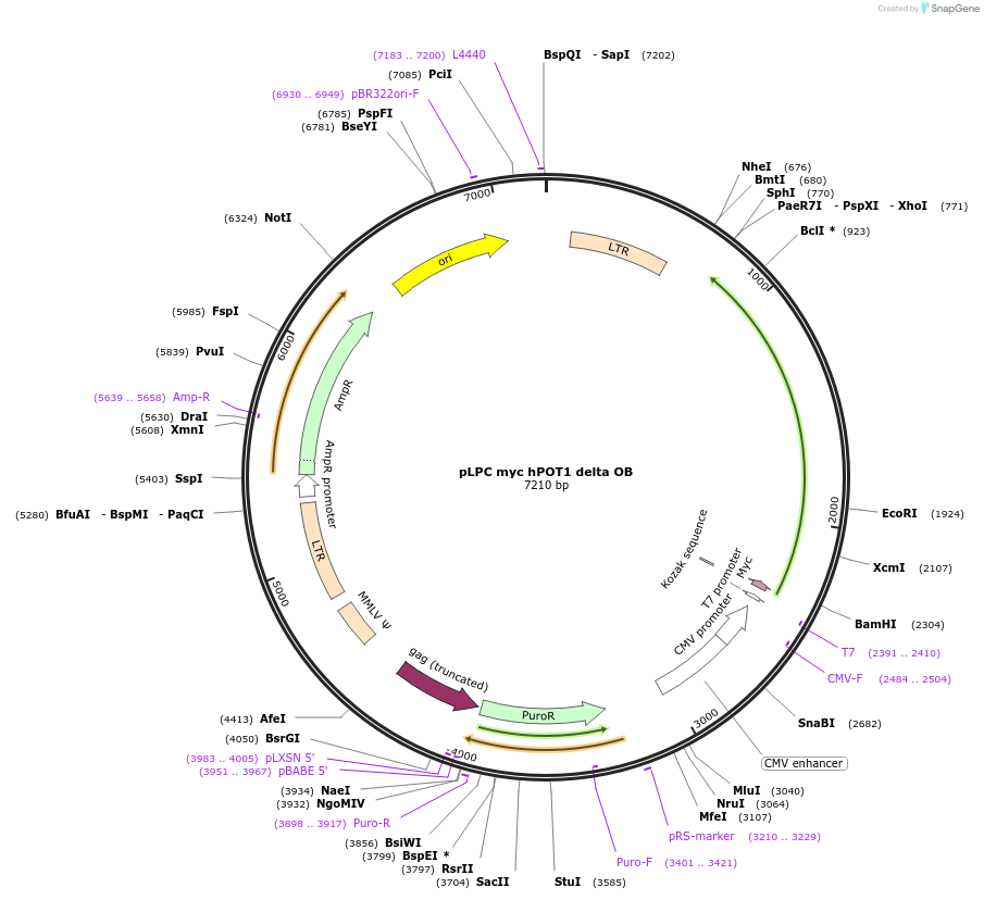 13241-plasmid-map-sequence-id-151418