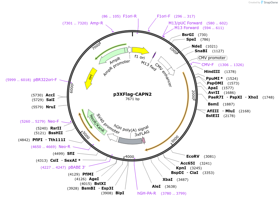 60942-plasmid-map-sequence-id-151420