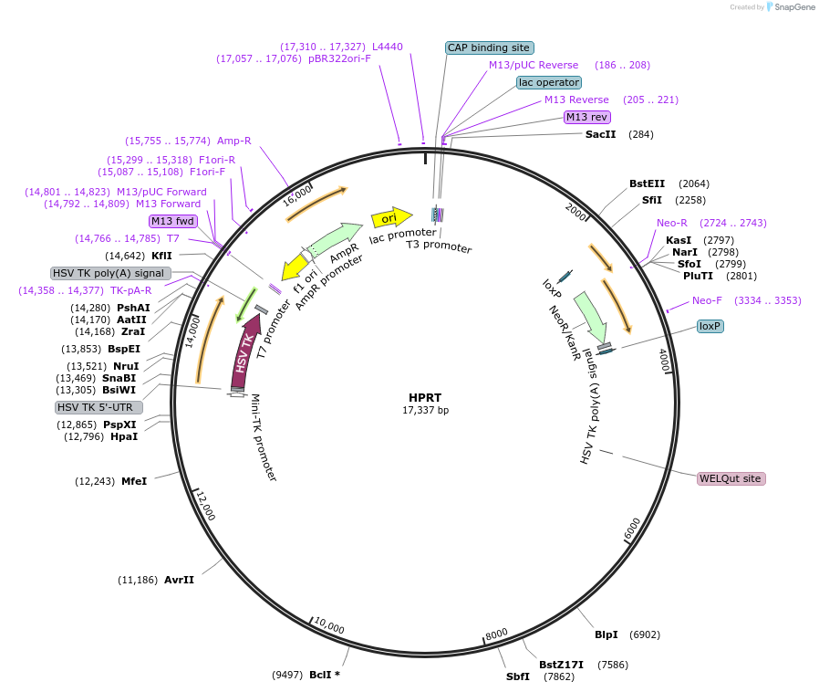 22884-plasmid-map-sequence-id-151421