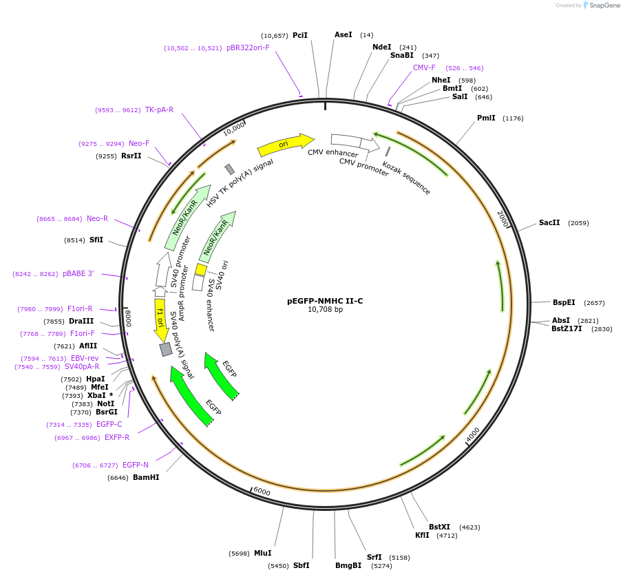 10843-plasmid-map-sequence-id-151431