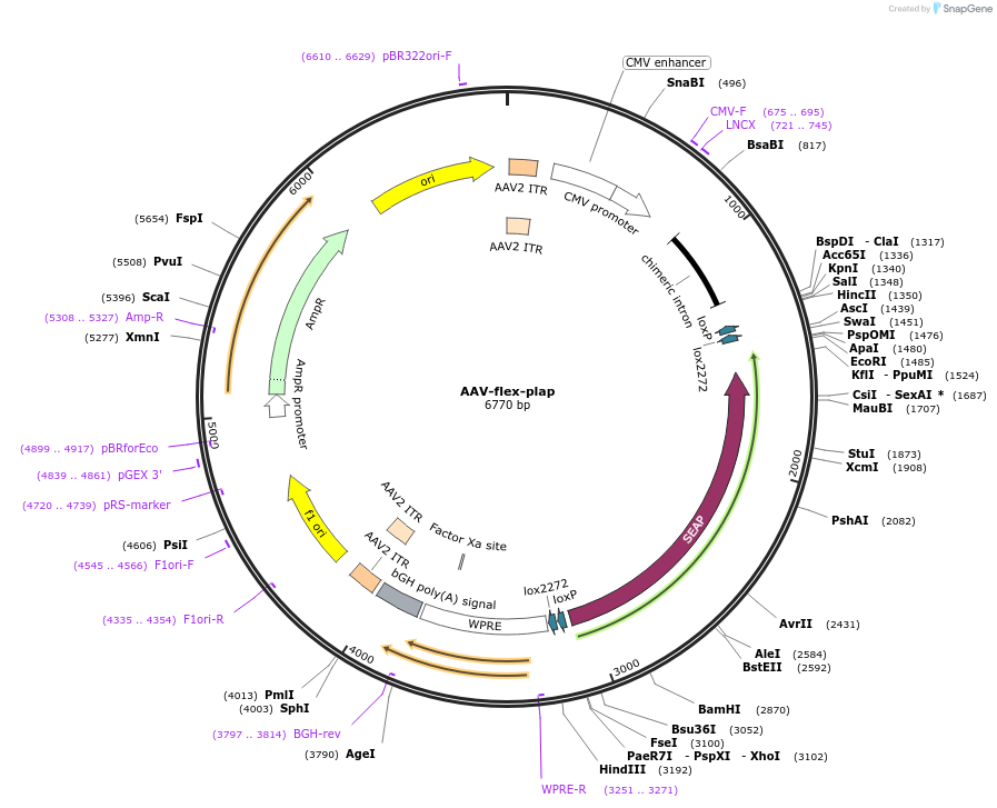 80422-plasmid-map-sequence-id-151433
