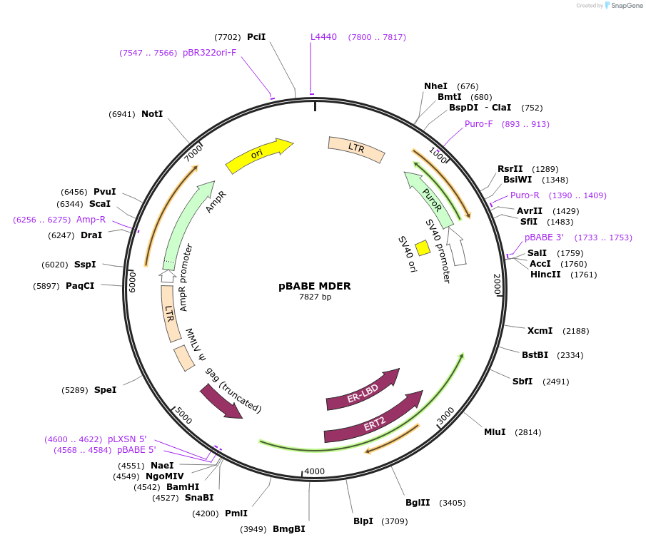 13494-plasmid-map-sequence-id-151439