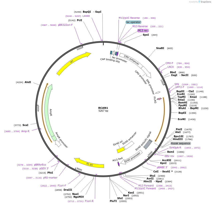 65413-plasmid-map-sequence-id-151440