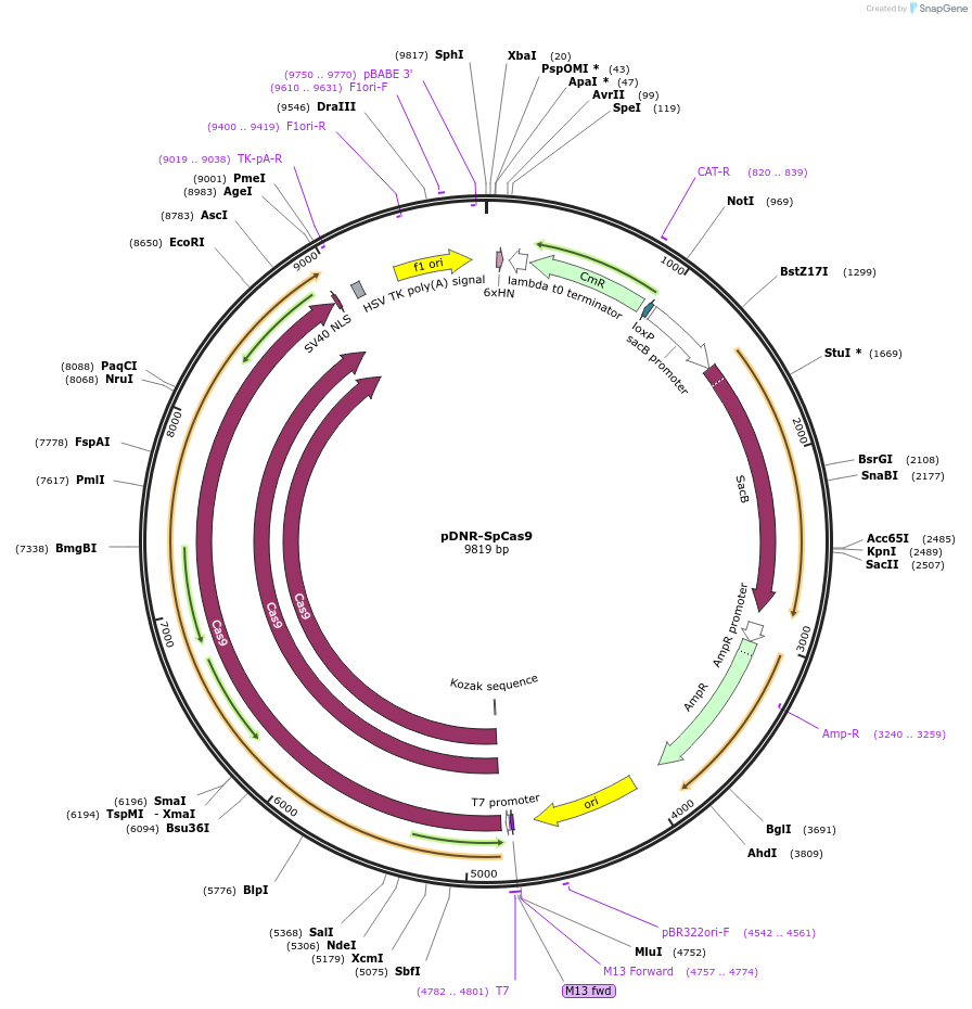 80425-plasmid-map-sequence-id-151442