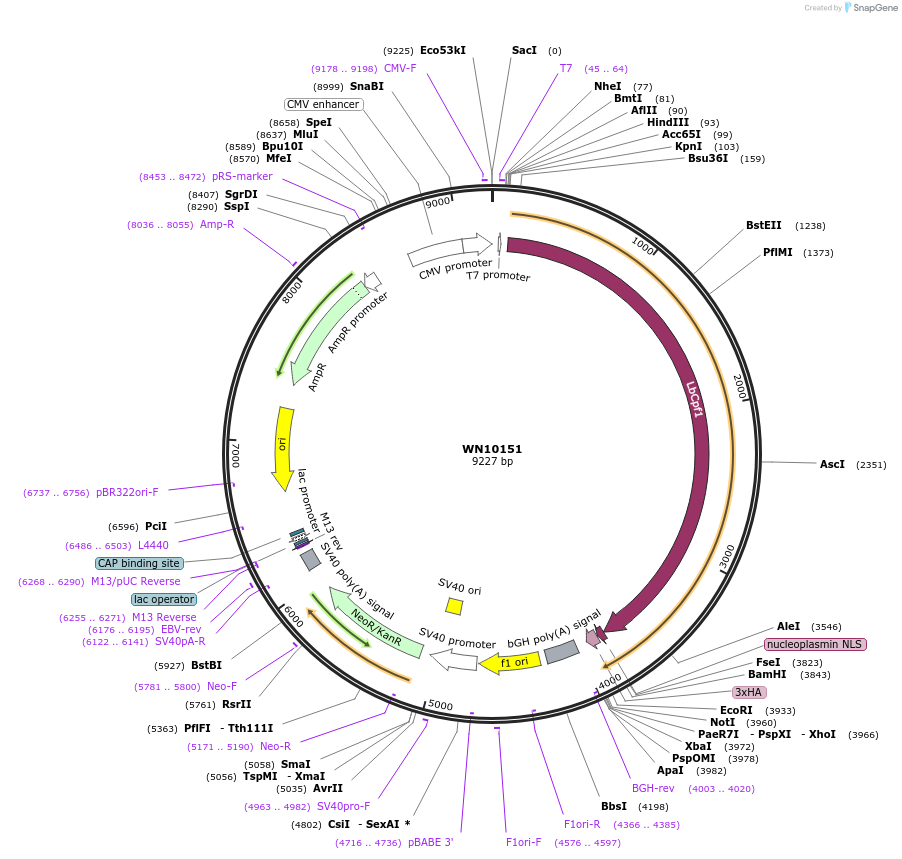 80441-plasmid-map-sequence-id-151446