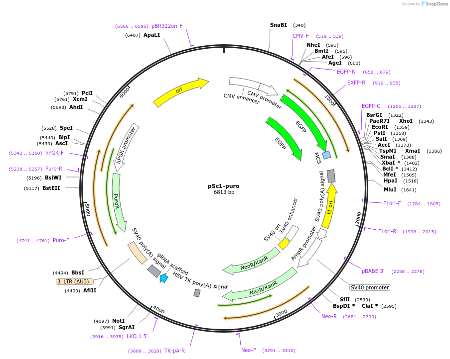 80438-plasmid-map-sequence-id-151453