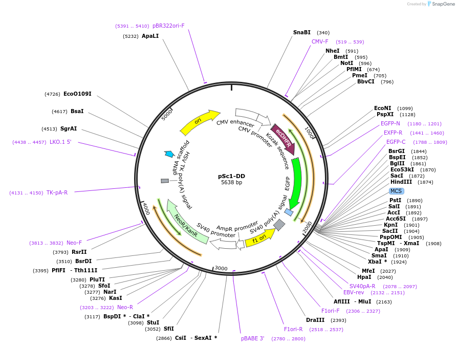 80439-plasmid-map-sequence-id-151455