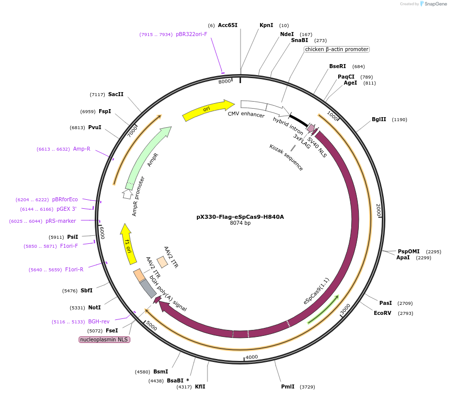 80454-plasmid-map-sequence-id-151472